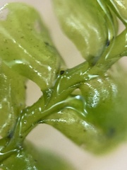 Plagiochila