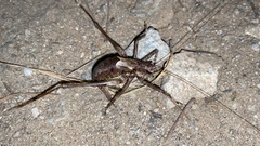 Paratlanticus ussuriensis