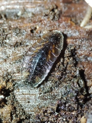 Lamprohiza mulsantii