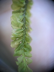 Plagiochila