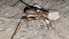 Paratlanticus ussuriensis