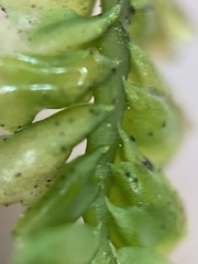 Plagiochila
