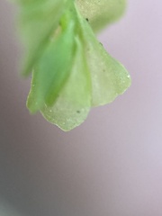 Plagiochila