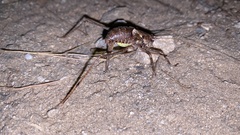 Paratlanticus ussuriensis