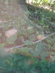 Neotoma floridana