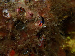 Coryphella trilineata
