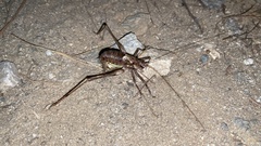 Paratlanticus ussuriensis