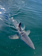 Carcharodon carcharias