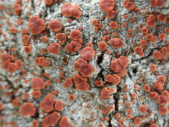 Haematomma