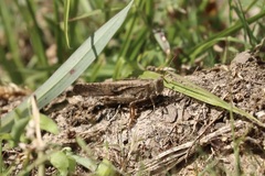 Oedipodinae