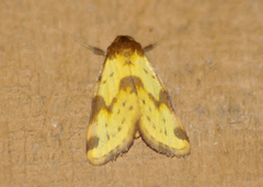 Azenia obtusa