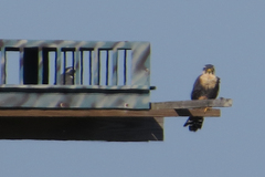 Falco femoralis