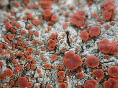 Haematomma