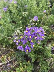 Solanum pinnatum