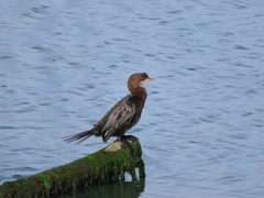 Microcarbo pygmaeus
