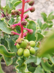 Anisomeria littoralis