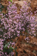 Erica hirtiflora