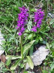 Dactylorhiza lapponica