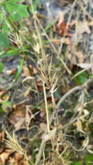 Elymus virginicus