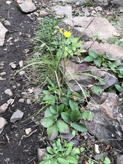 Pilosella caespitosa