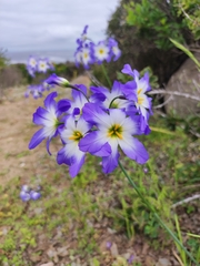 Leucocoryne coquimbensis