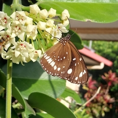 Euploea core corinna