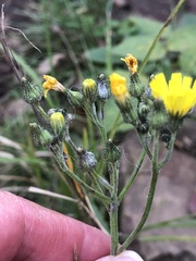 Pilosella caespitosa