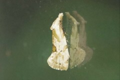 Aethes angustana