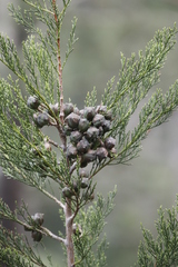 Widdringtonia nodiflora