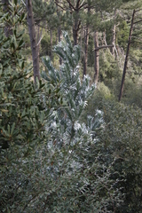 Leucadendron argenteum