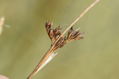Juncus gerardi