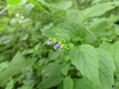 Scutellaria lateriflora
