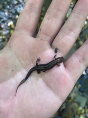 Desmognathus ochrophaeus