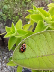 Alagoasa bipunctata perennis