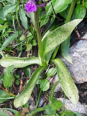 Dactylorhiza lapponica