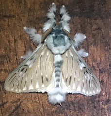 Wittinia cremor