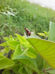 Alagoasa bipunctata perennis
