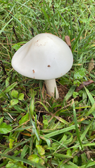 Volvopluteus gloiocephalus