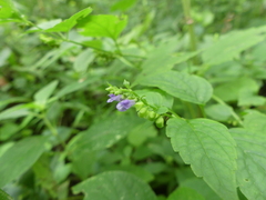 Scutellaria lateriflora