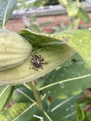 Araneus