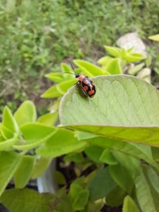 Alagoasa bipunctata perennis