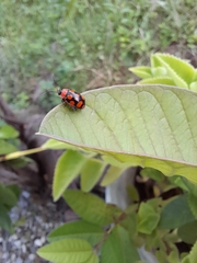 Alagoasa bipunctata perennis