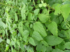 Scutellaria lateriflora