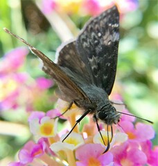 Erynnis funeralis