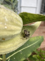 Araneus