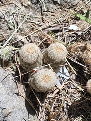 Echinocereus reichenbachii caespitosus