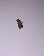 Plodia interpunctella