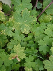 Geranium rotundifolium
