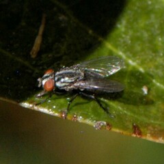 Brachycera