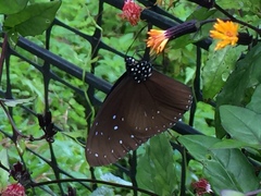 Euploea mulciber mulciber